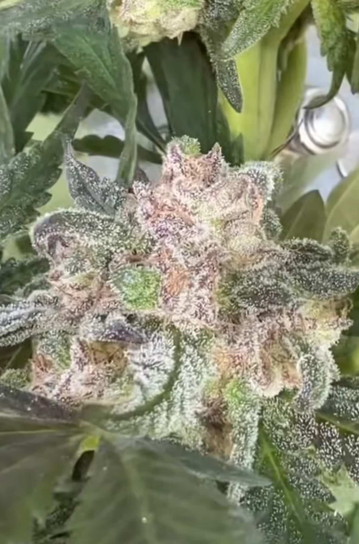 Real Bad Mon - (Tallyman 2 x Pineapple Mon)