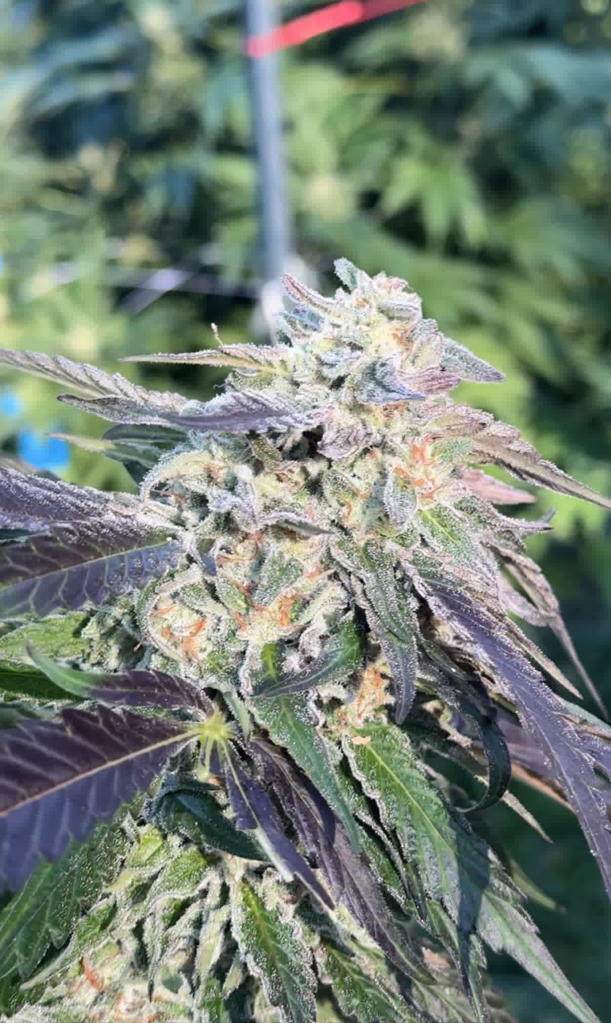 Destination Wedding - (Wedding Crasher x Pineapple Mon)