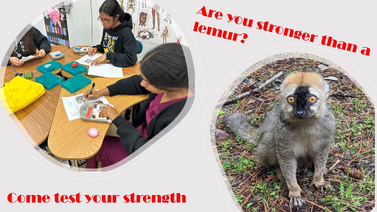 Are you Stronger than a Lemur? - Maker Faire Long Island