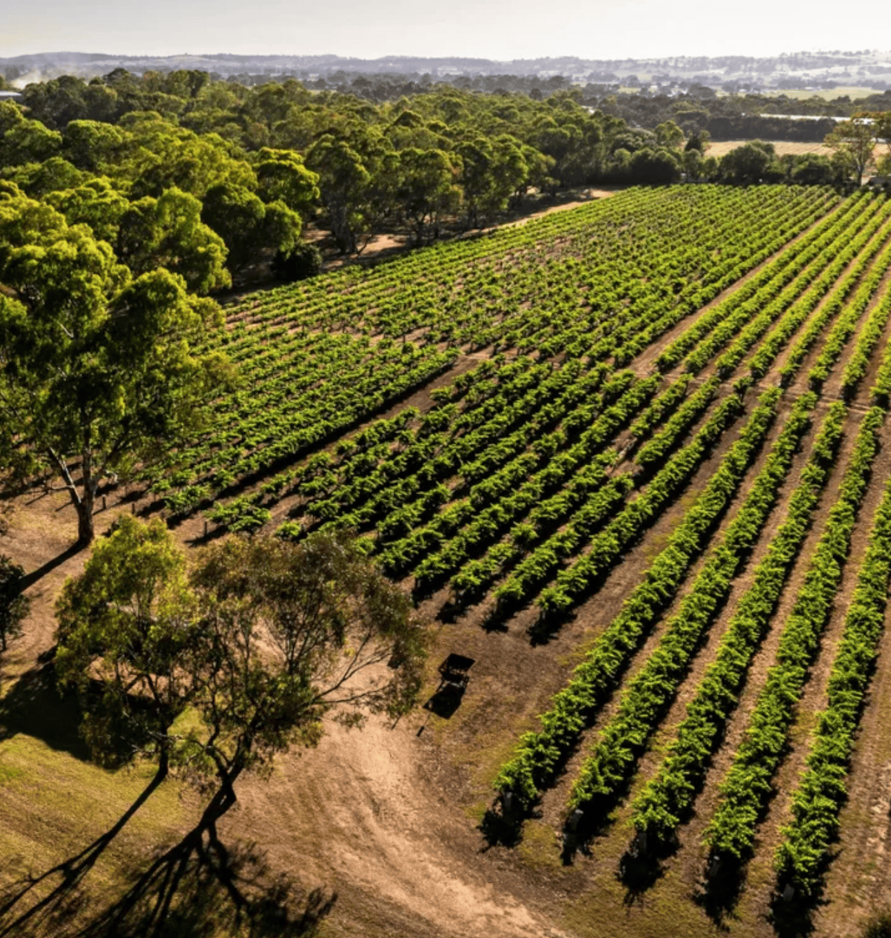 Barossa Valley