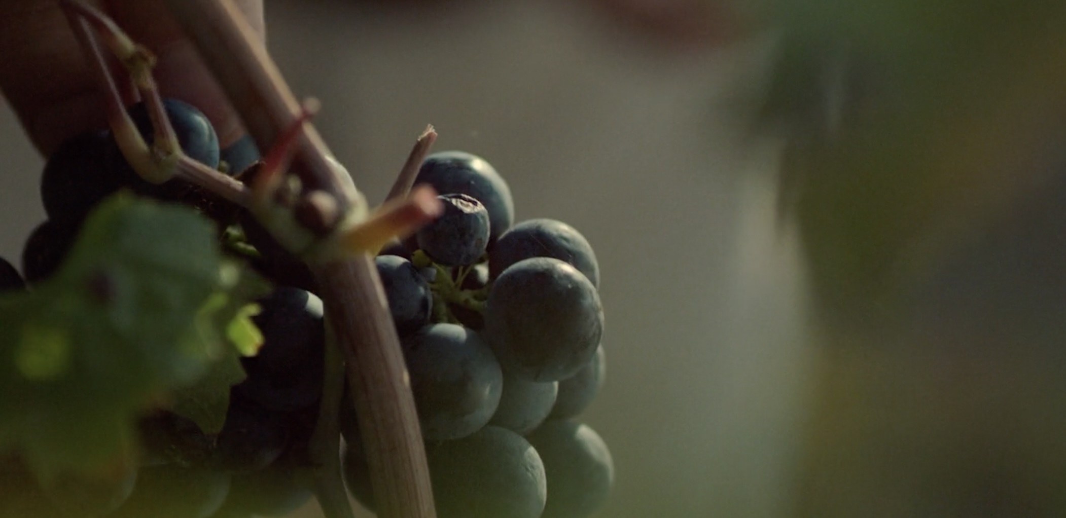 Primitivo