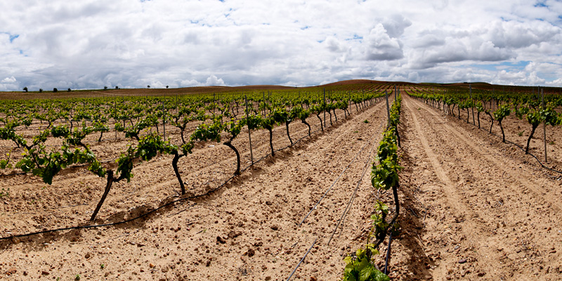 Wijngaard Verdejo Rueda