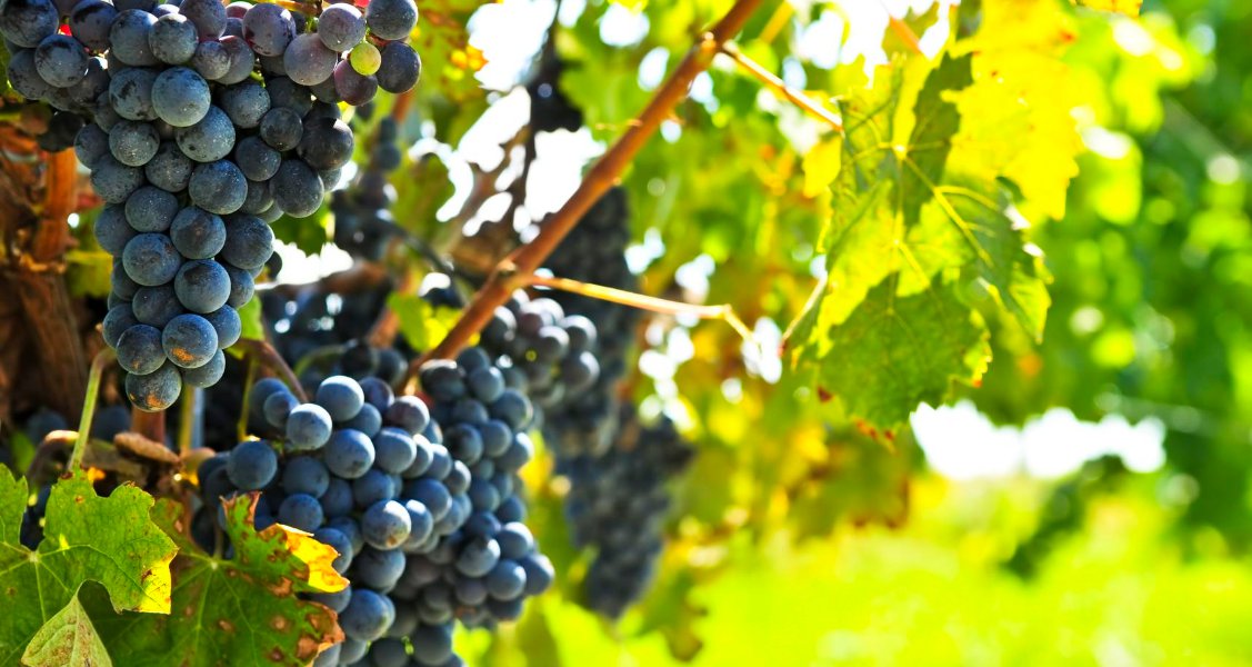 Tempranillo