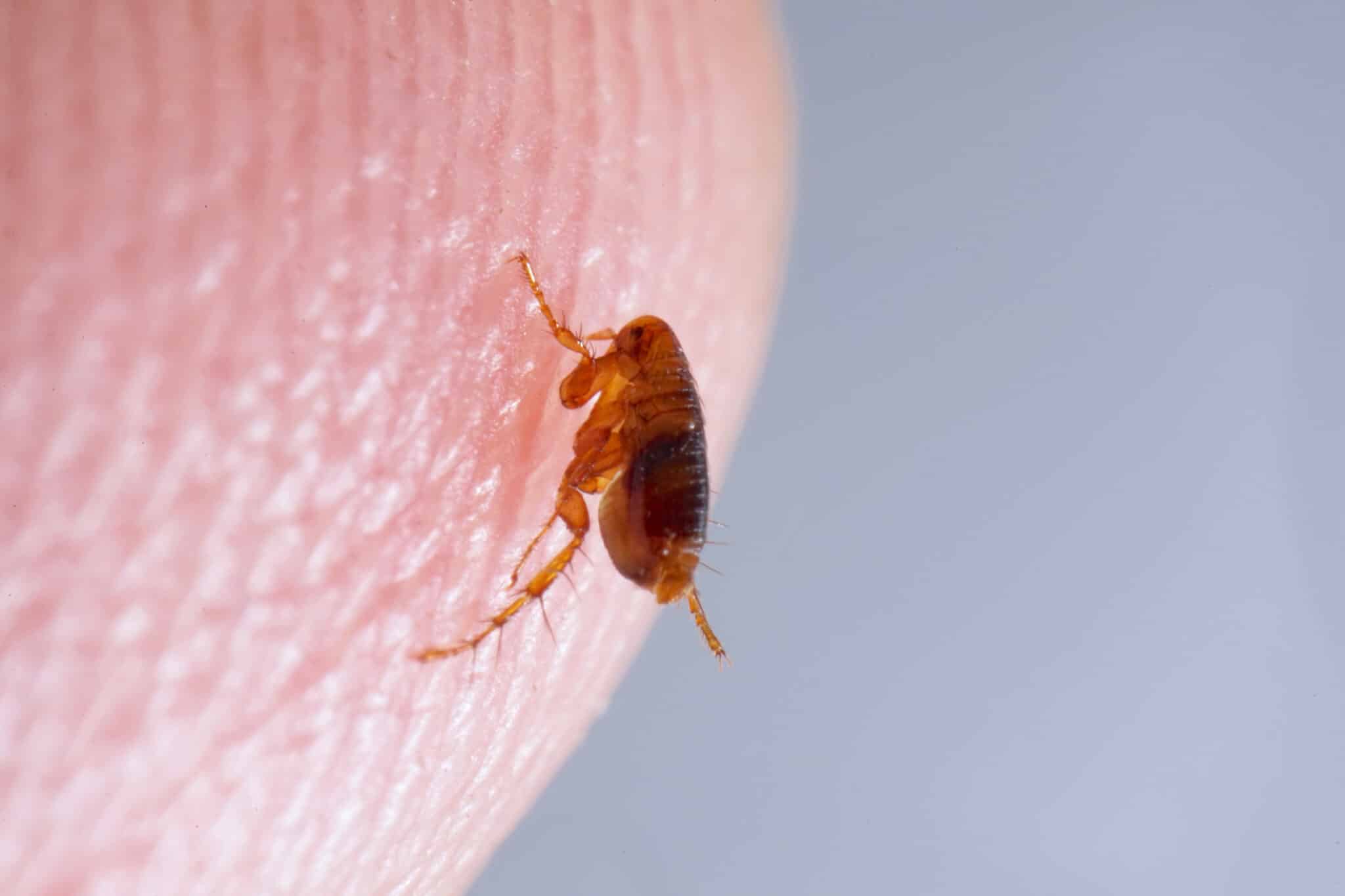 Traitement infestation de puces