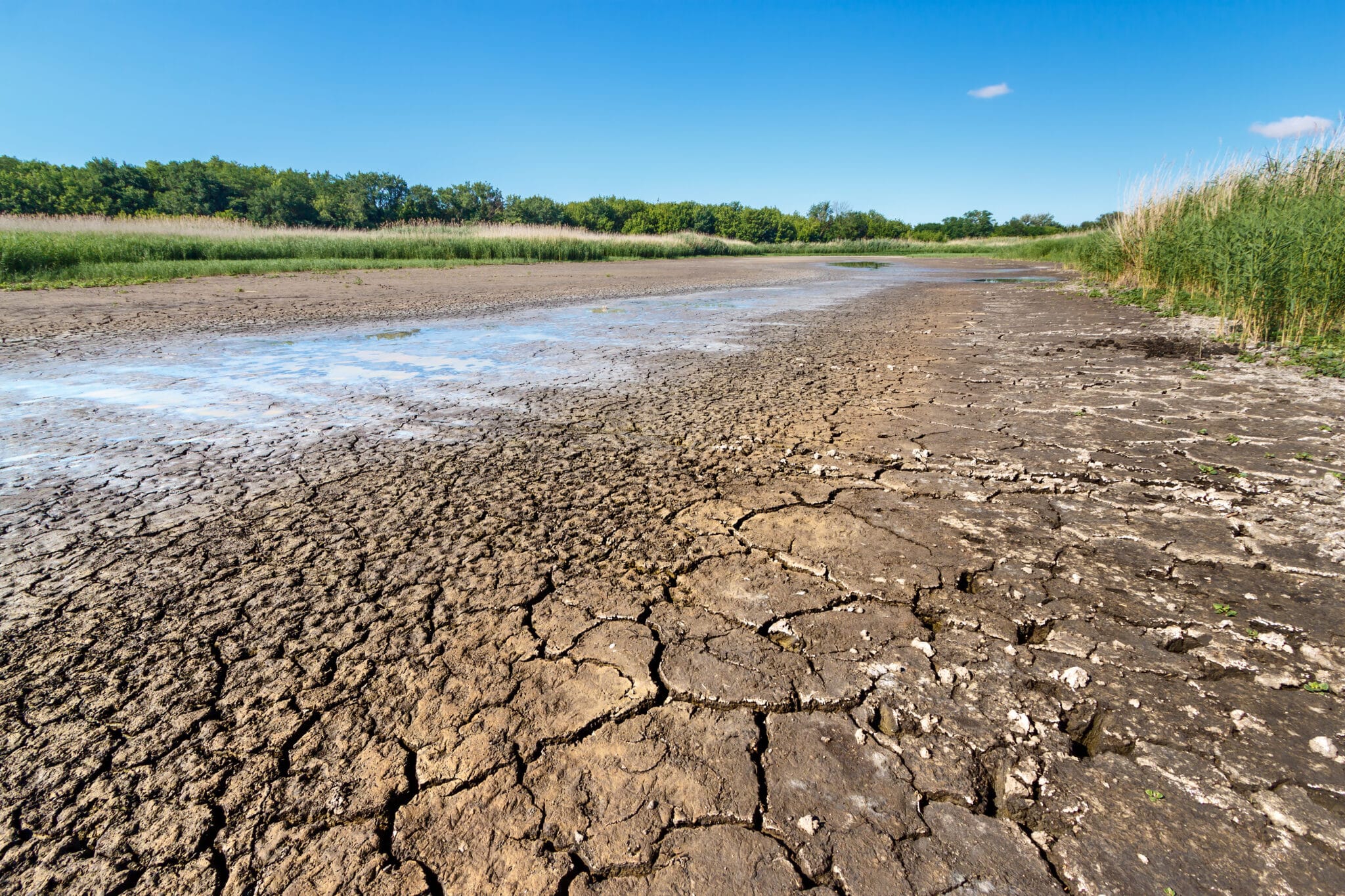 impacts de la sécheresse sur la lutte antiparasitaire