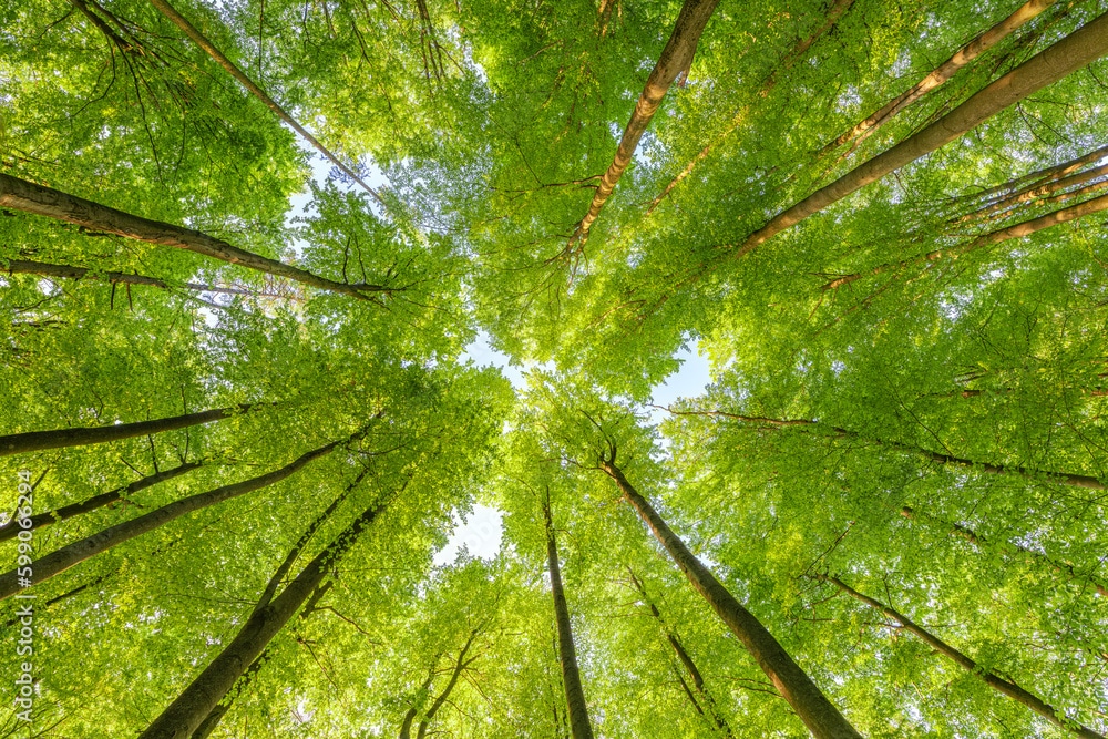 Espèces envahissantes et climat