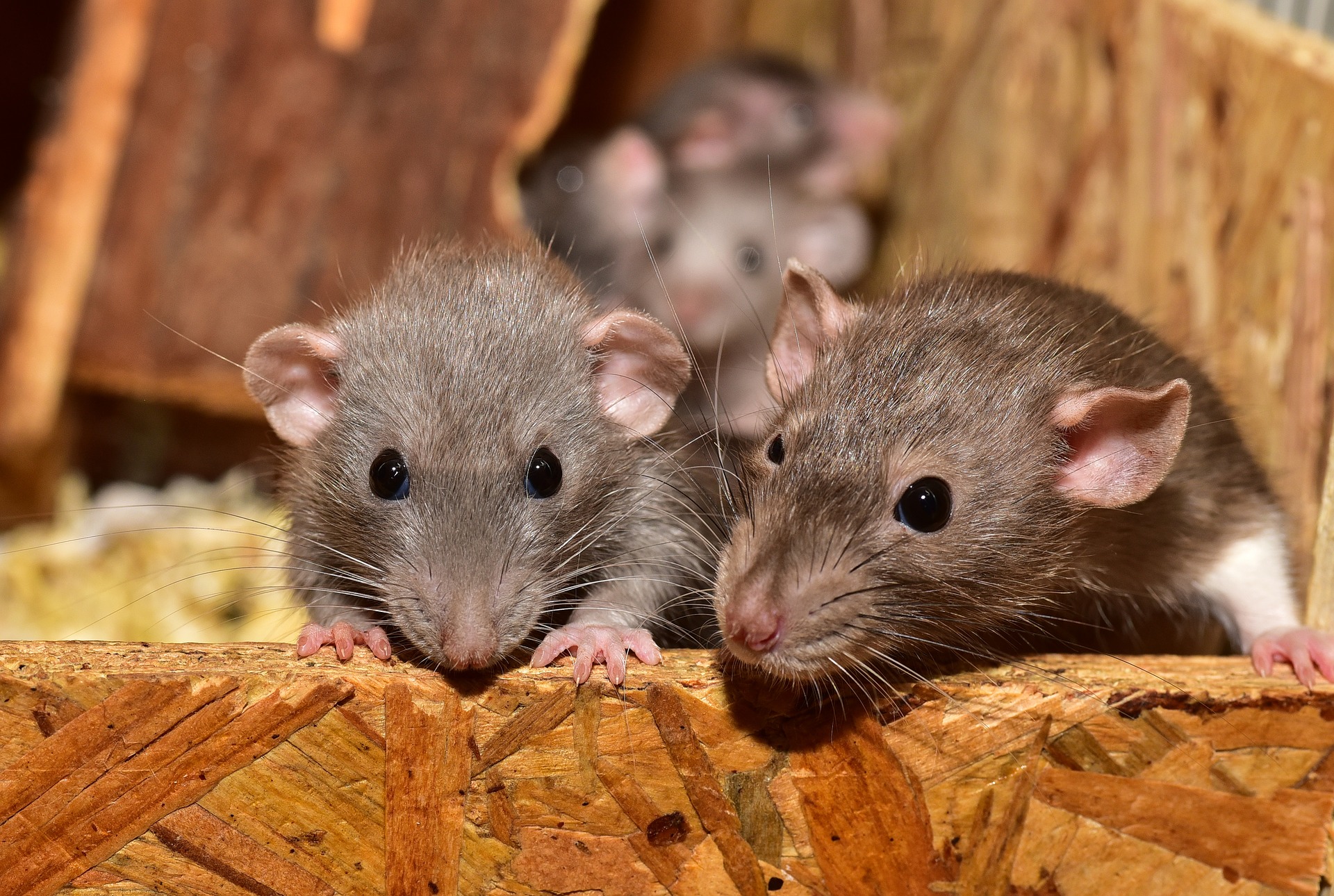deux rats