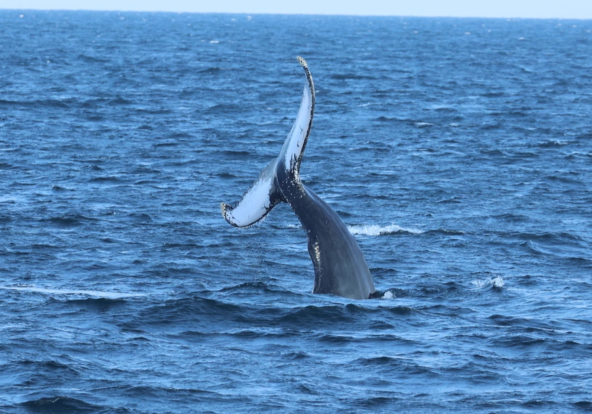 , whale watching dates 2020, Bill McKim&rsquo;s Jersey Shore Whale Watch Tour 