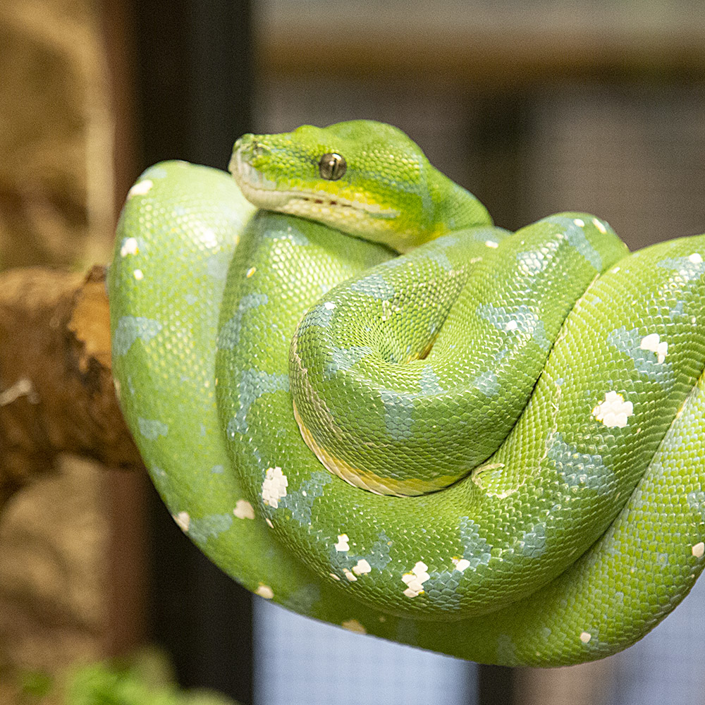 Green Tree Python at Lake Tobias Wildlife Park