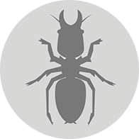 Major Termite Species In Sydney