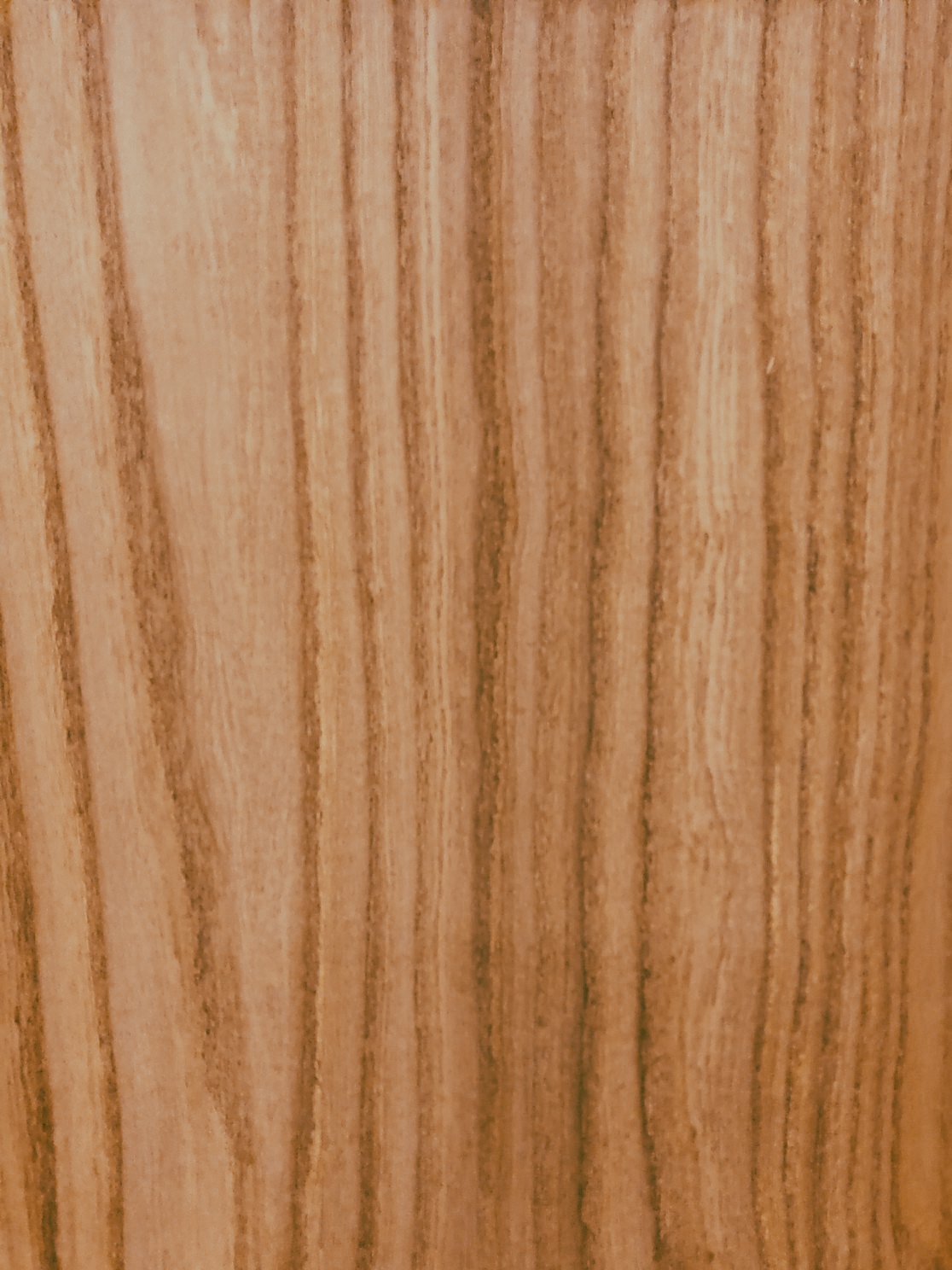 Scotch Elm