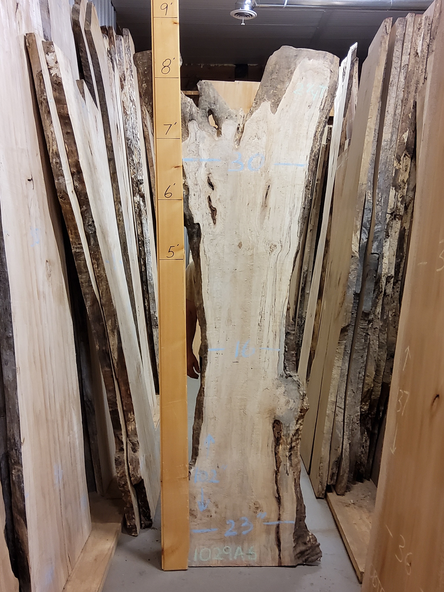 Hard Maple (Spalted) SKU-C1029A6
