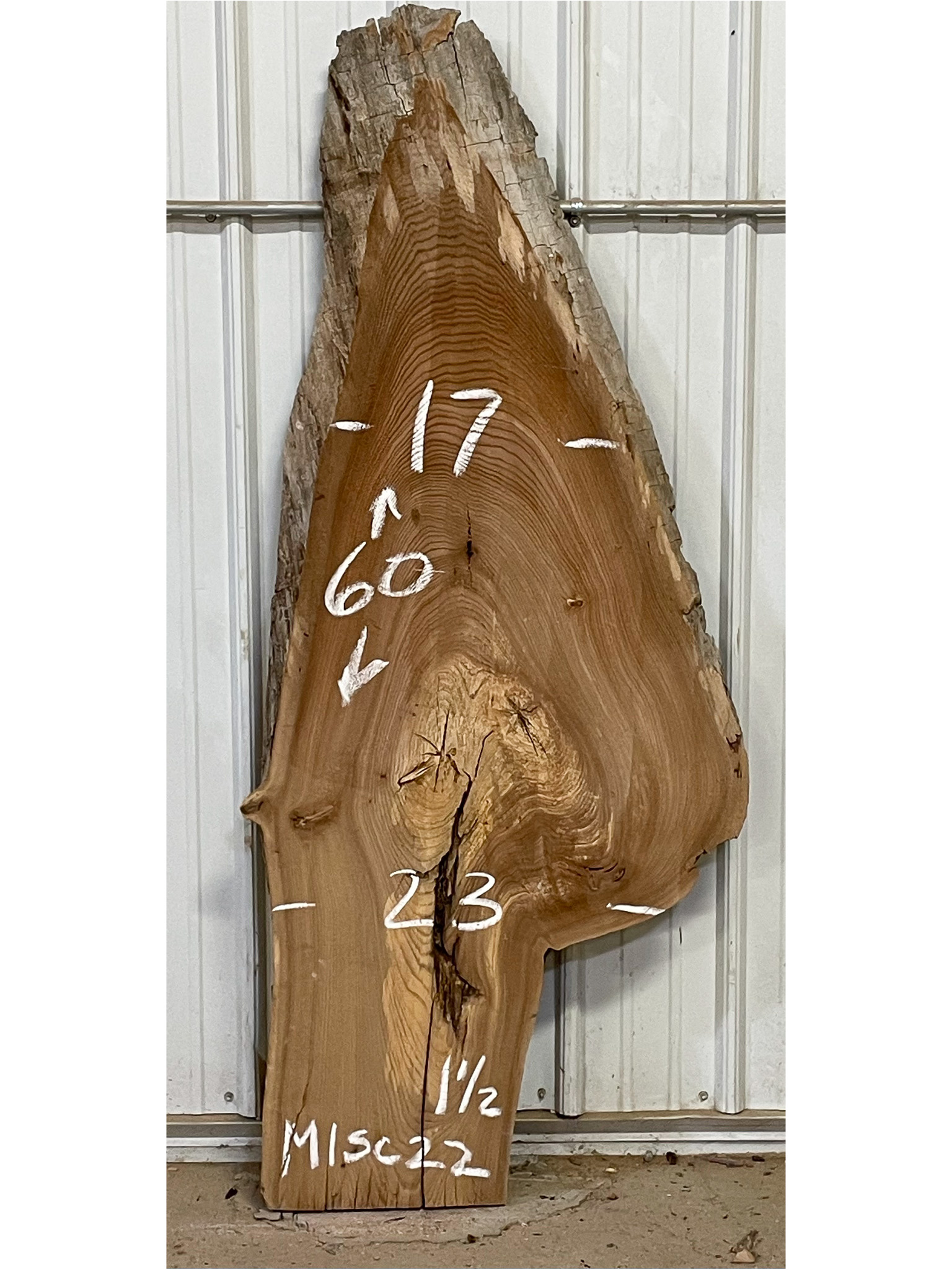 Scotch Elm SKU-MISC22