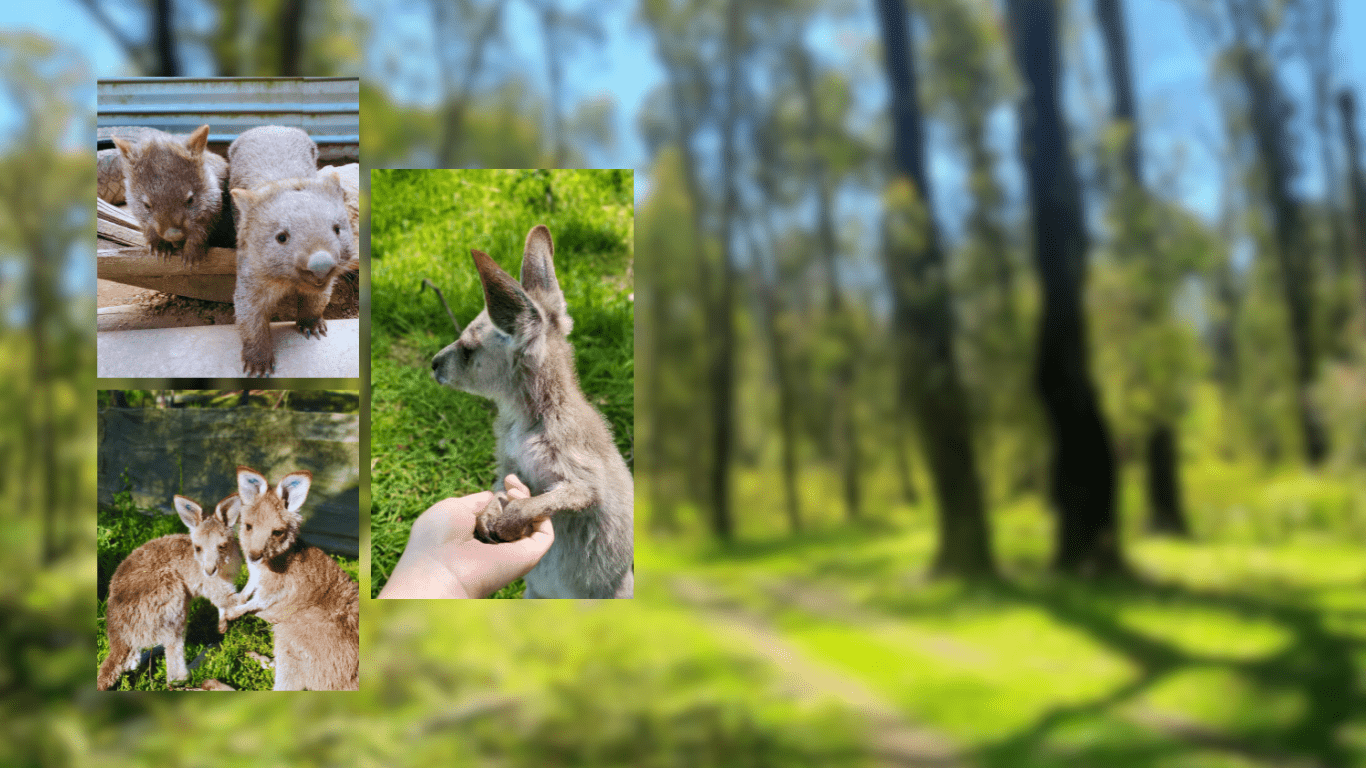 Animals in the wildlife rehabilitation center includes kangaroos and wombats