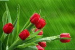 Friends Red Tulips