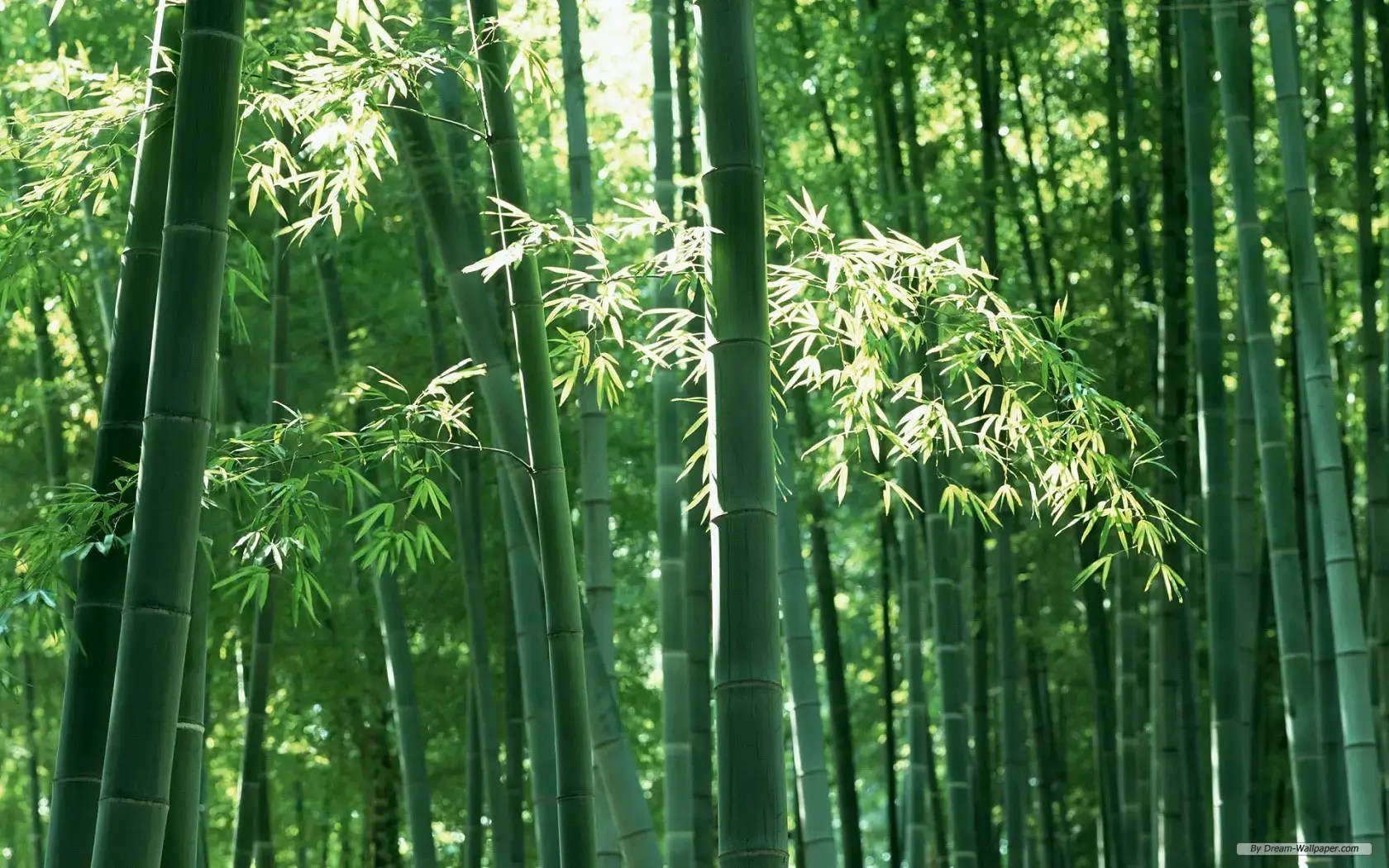 Bamboo forest