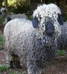 Angora Goat