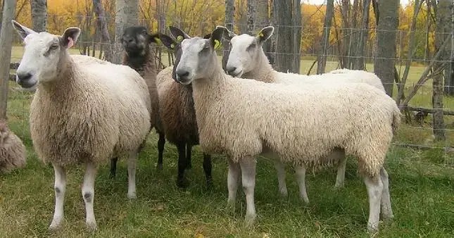 Bluefaced Leicester sheep