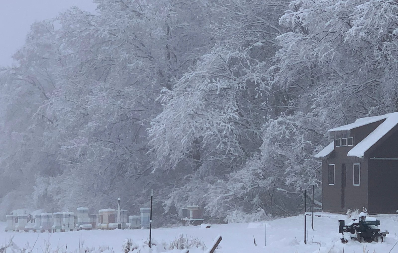 How do honey bees survive our cold winters?