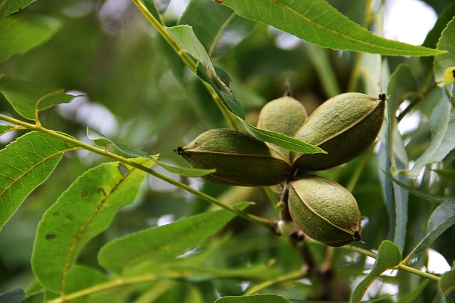 Pecan trees