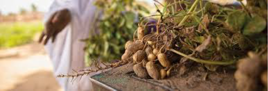 Groundnut decline – value chain or democracy deficit?