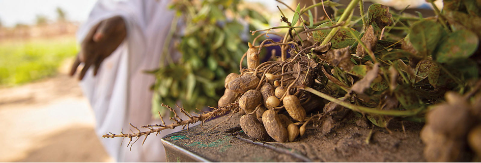 The Gambia can grow, but first it must decide to produce