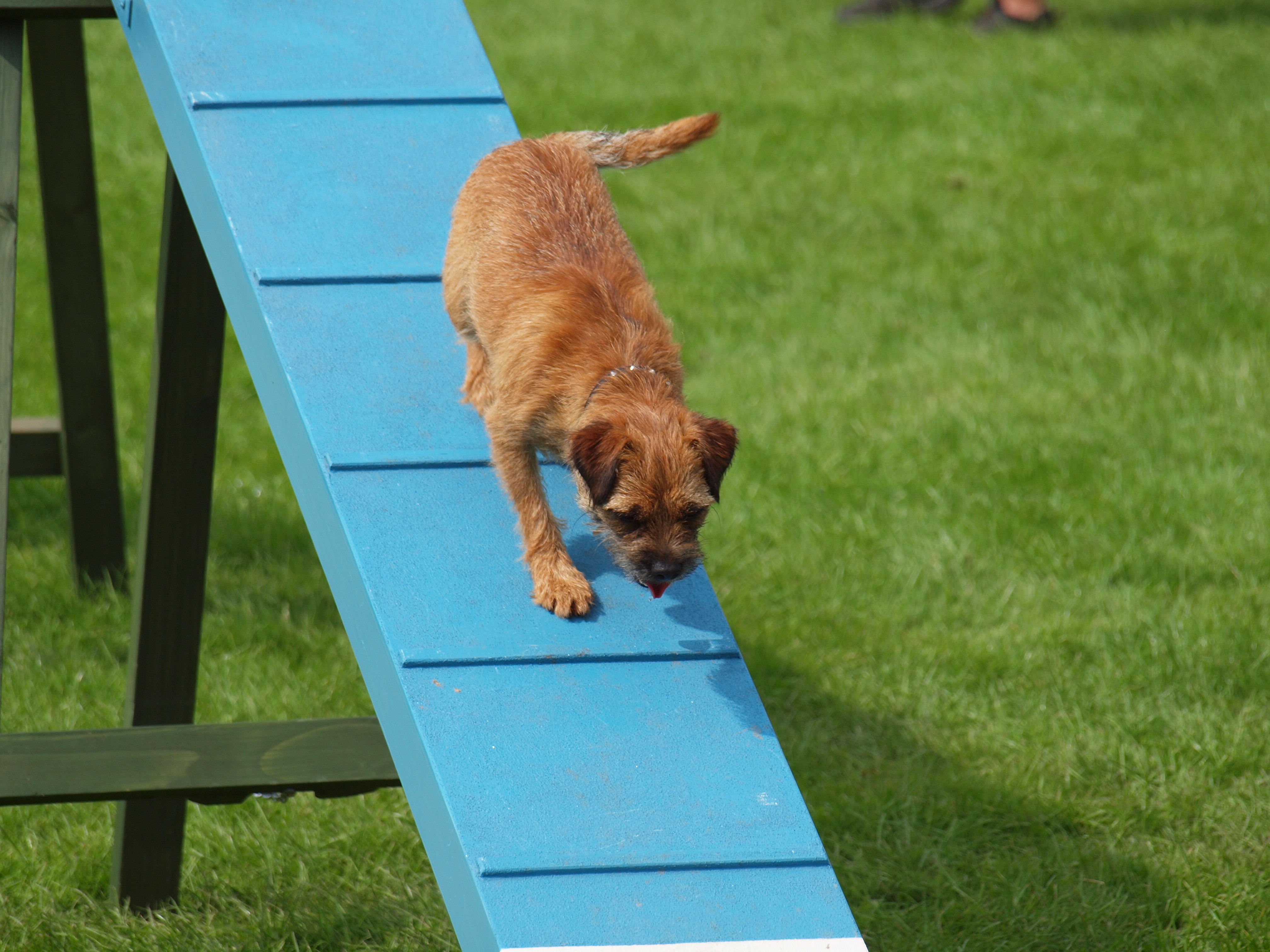 » Dog Agility Standish Dog Trainer