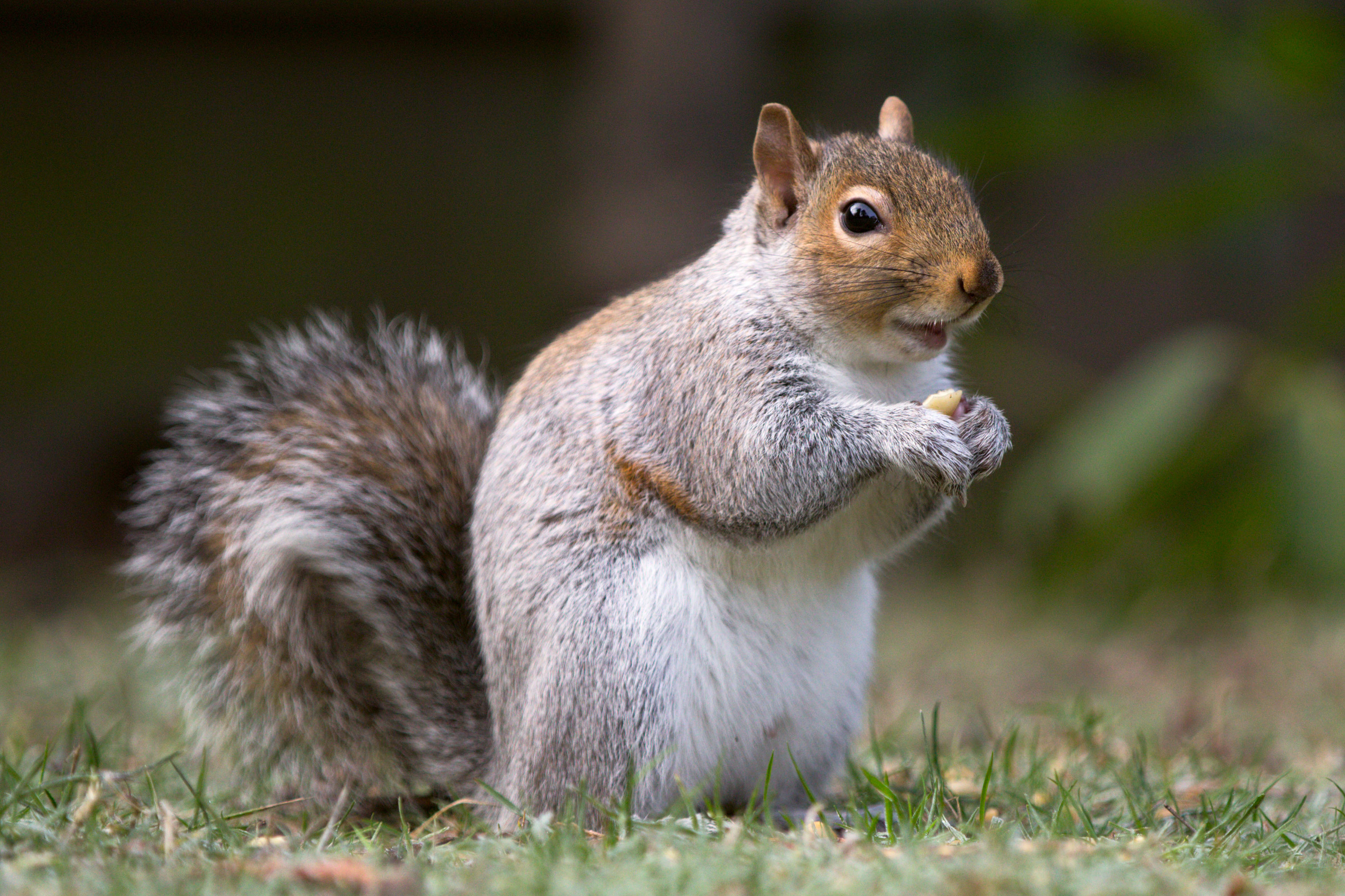 The legend of bagger vance (2000) clip with quote even the blind squirrel finds an acorn now and then, bobby. We Asked 5 Squirrels At Stanford âWhy Do You Want To Go