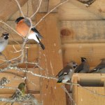 Снигирь и свиристели. Зоосад агрокомбината "Дзержинский".