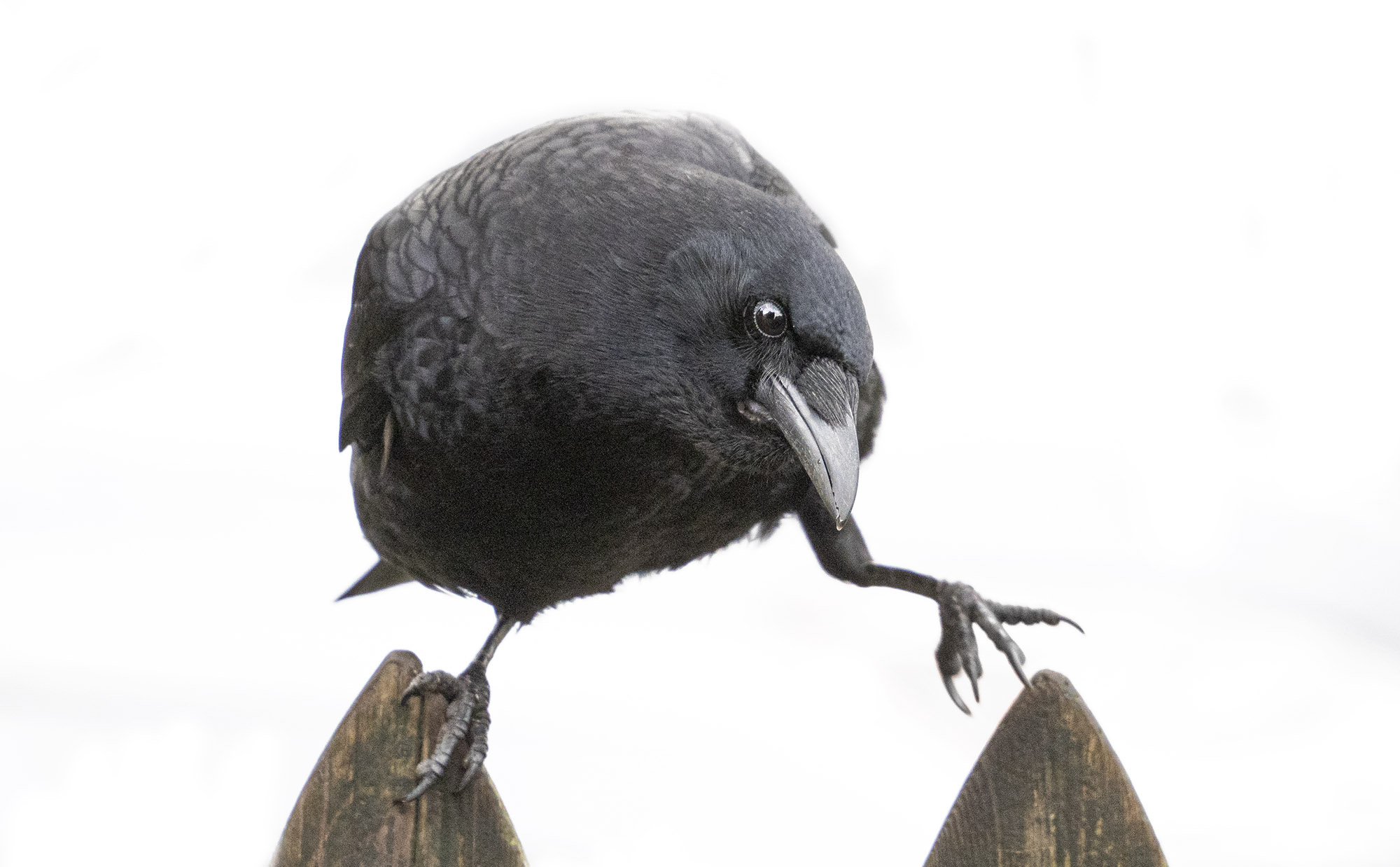 A crow balances between two fence posts while looking sideways at the photographer