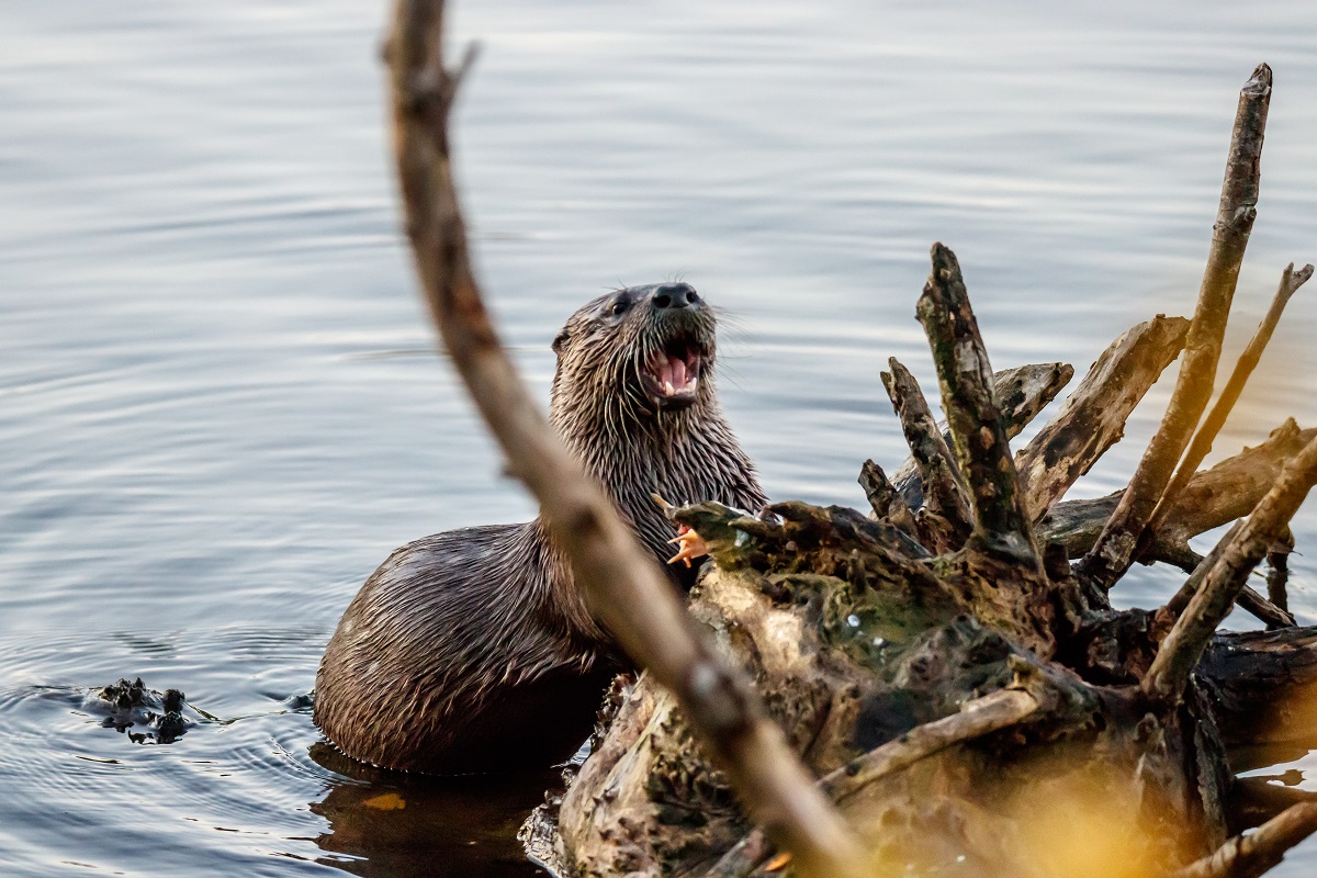 River otter eating a fish on a fallen log in the water