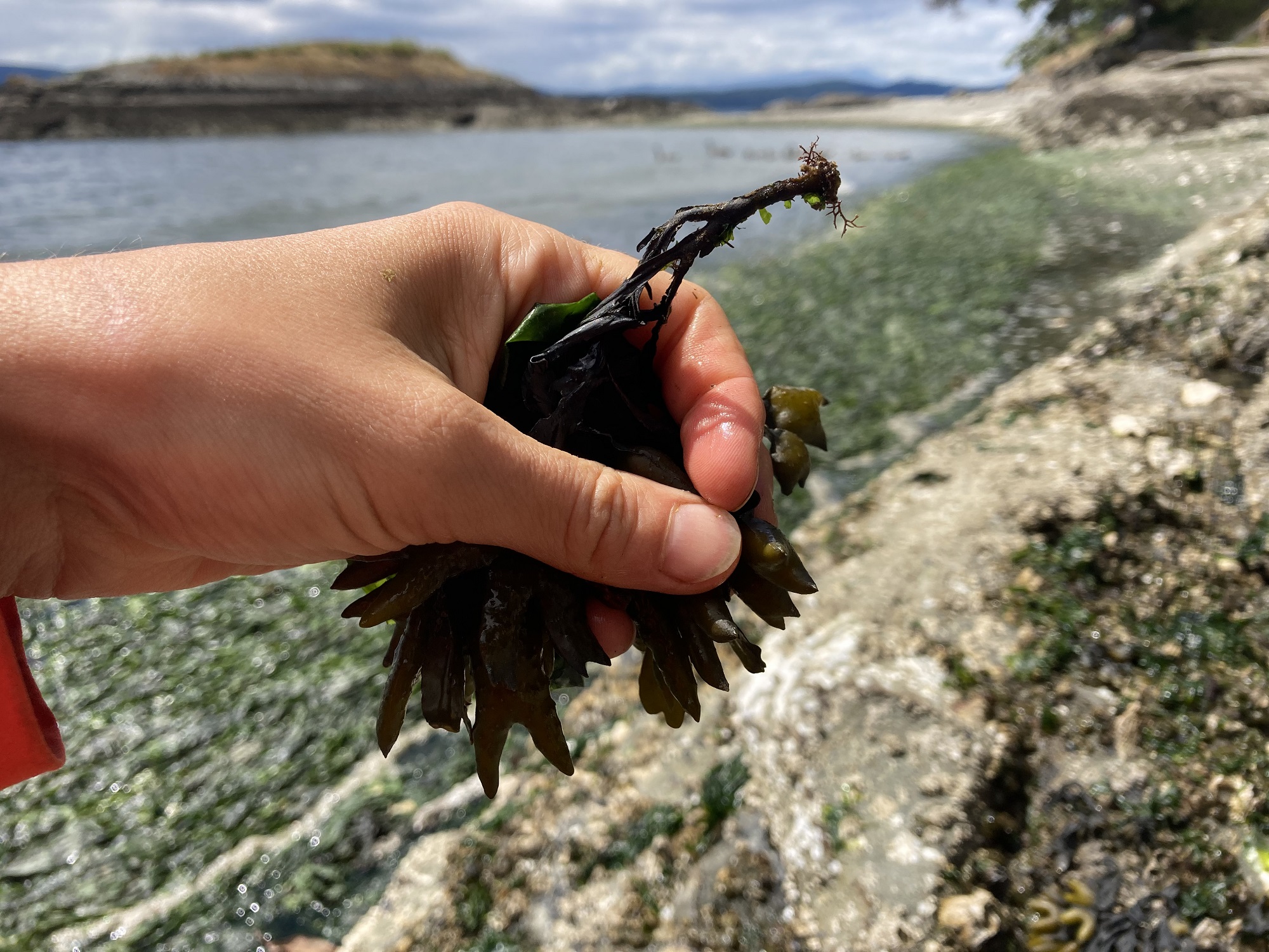 A hand holds up a piece of seaweed