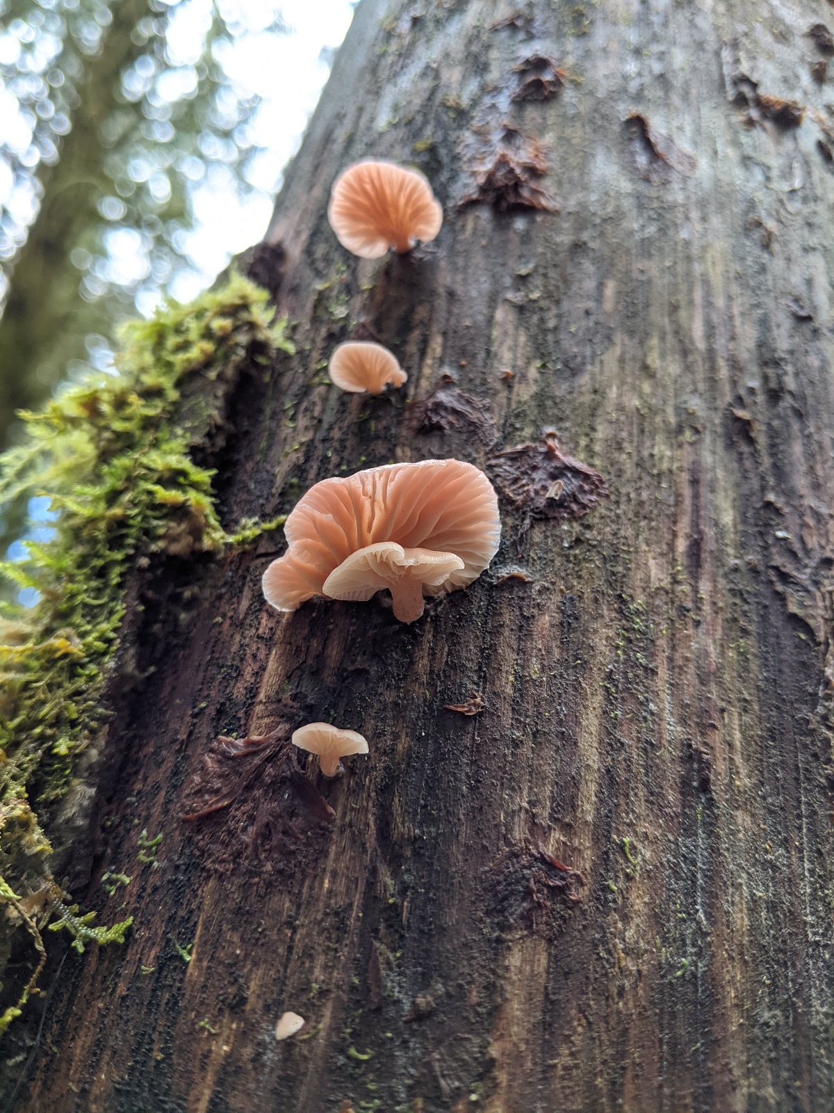 Small, pinkish, fan-shaped mushrooms grow out of an upright tree