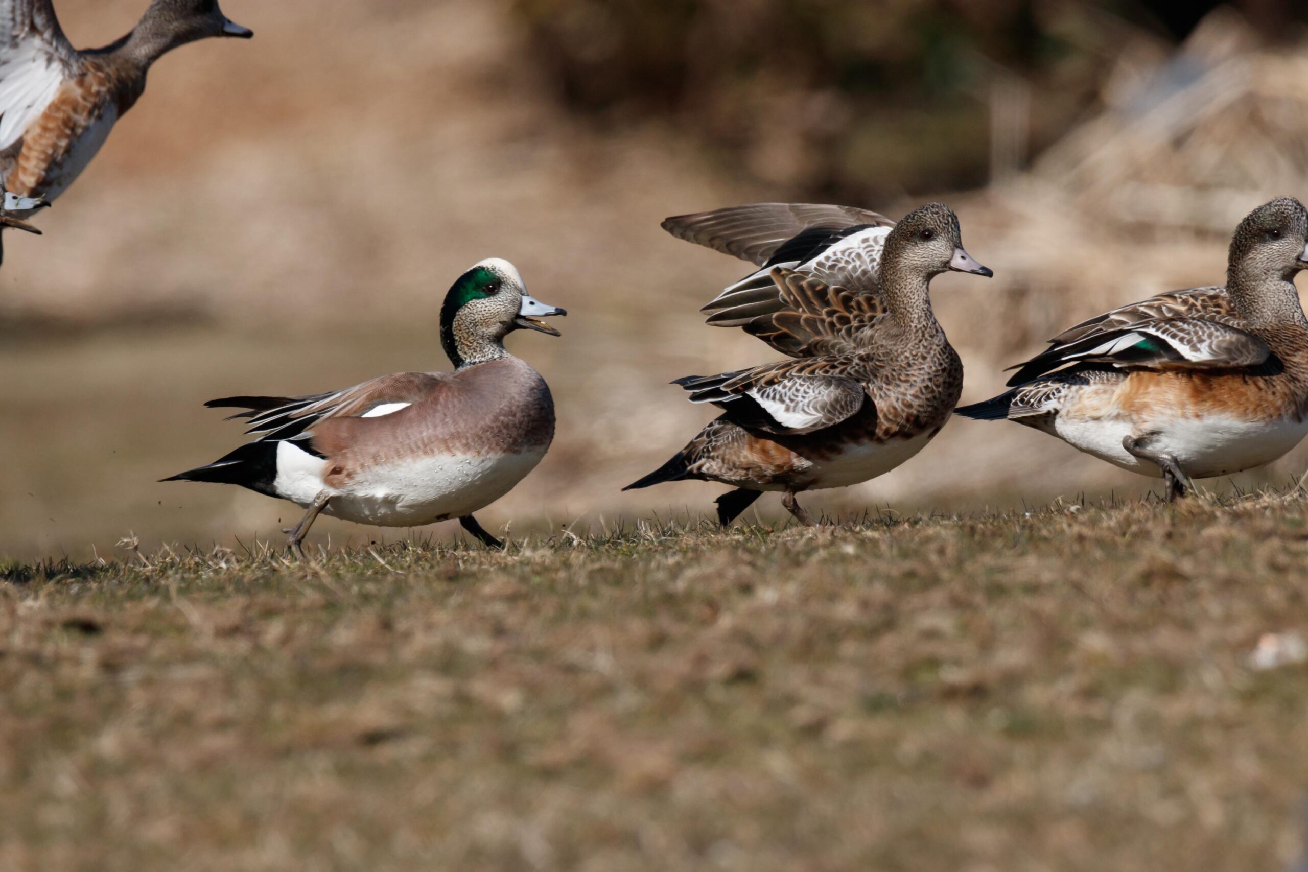 many wigeons in motion and taking flight