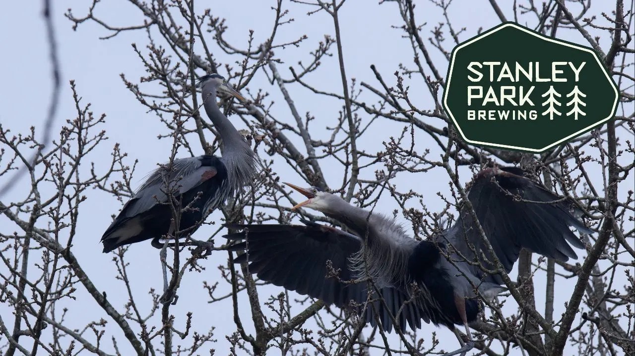 two herons in nest tree, one flapping its wings and calling at the other one, Stanley Park Brewing Logo in dark green is in the top right corner