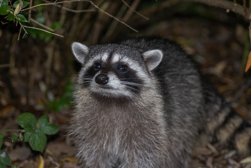 photo in the dark of a racoon looking upwards