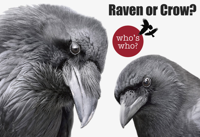 event banner with a crow and raven up close