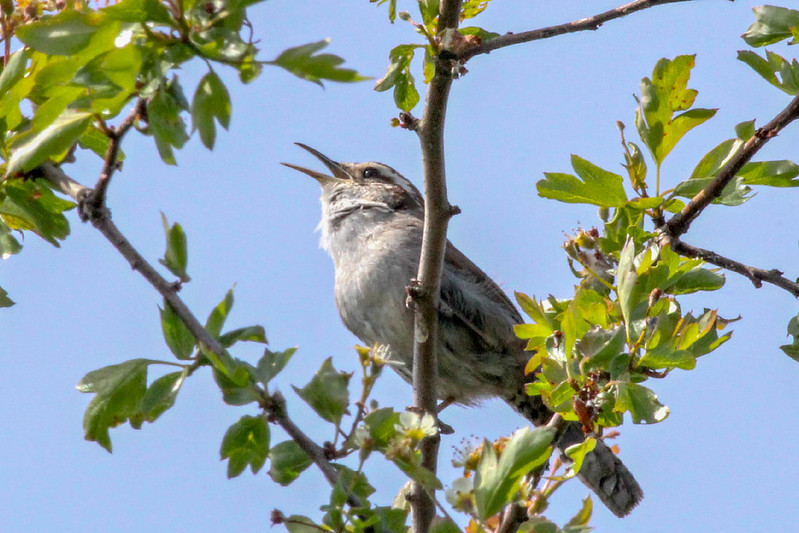 bewick's wren singing in a tree