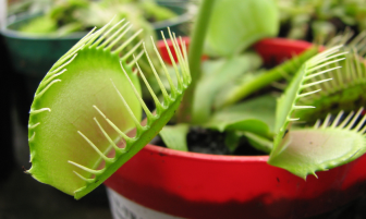 Venusflytrap