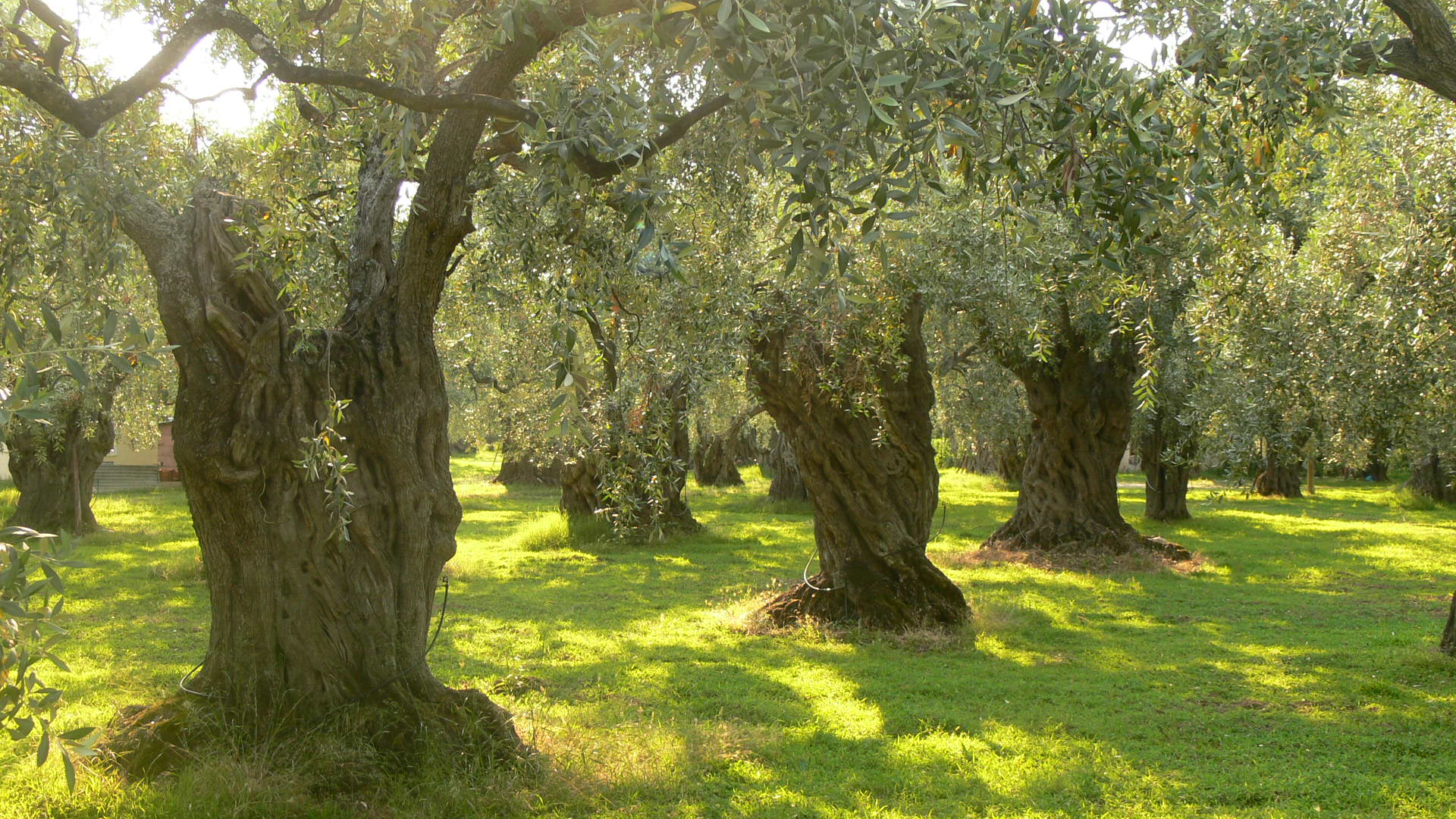 Olive Trees in Athens