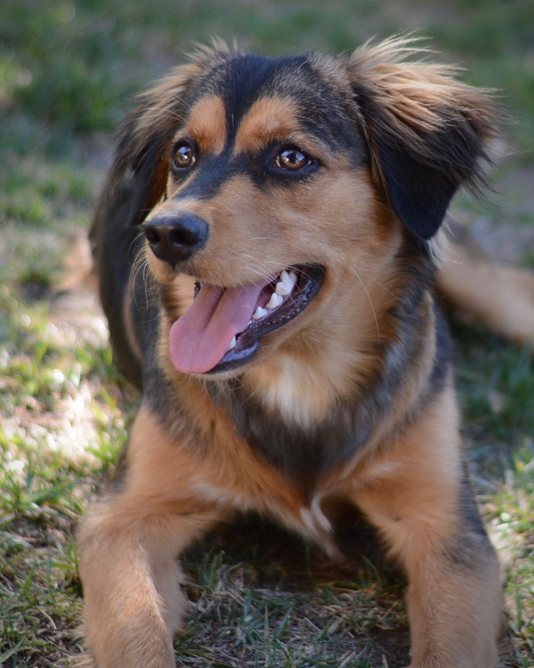 Starfish animal rescue