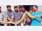 Huge Python Rescued From Industrial Unit Star Of Mysore
