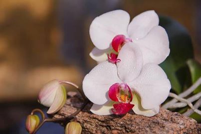 flower and log