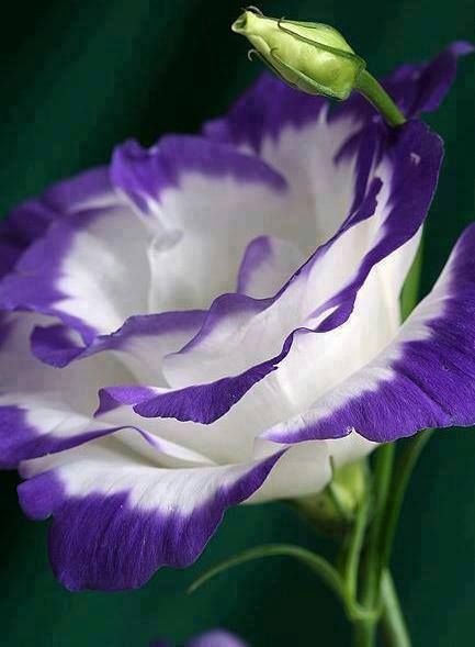flower mauve