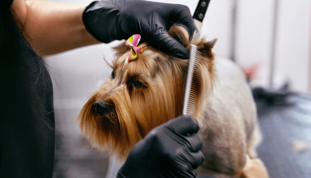 pet grooming