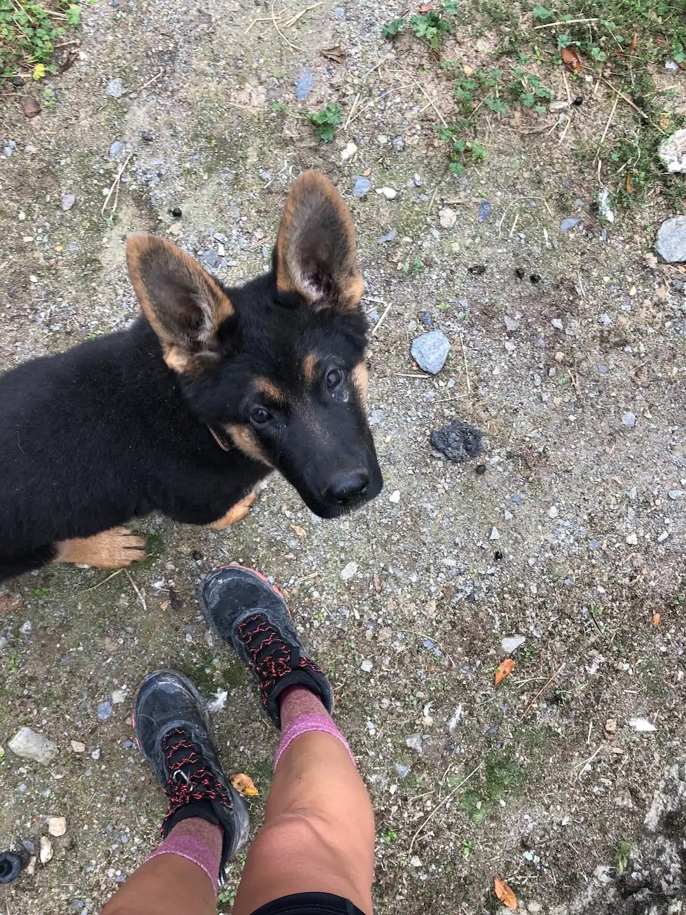 photo of puppy german shepherd in spain from a digital nomad pet sitting