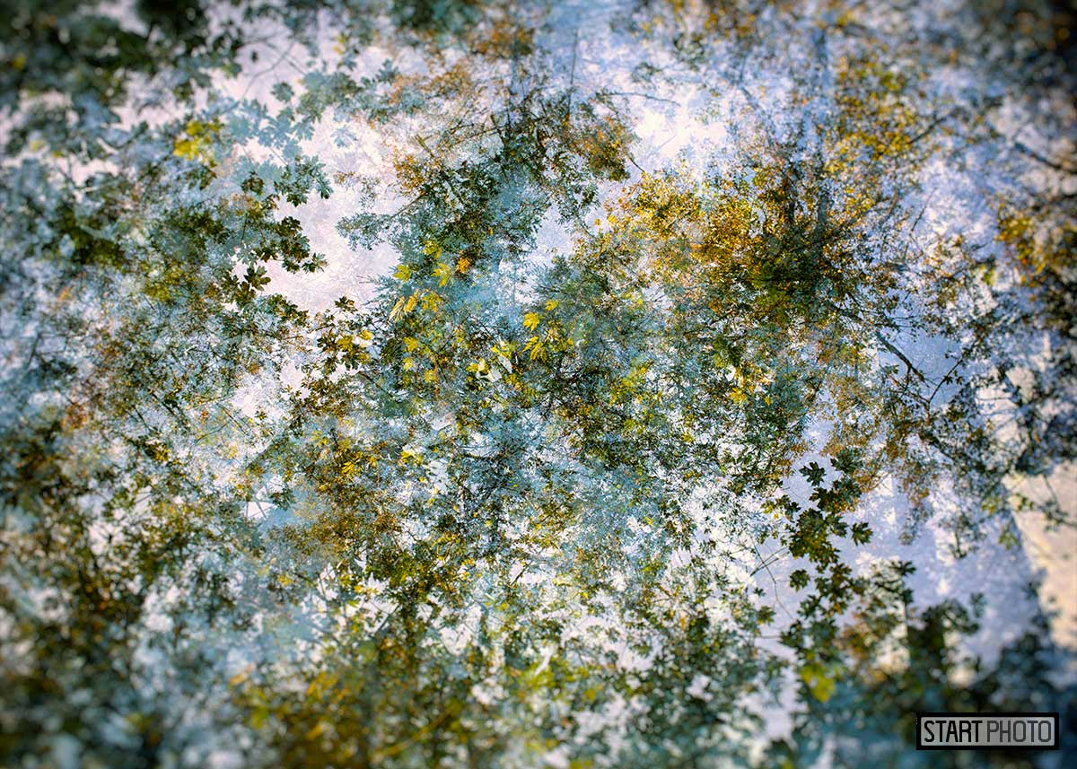 Color photograph of a forest scene using a multi-exposure technique.