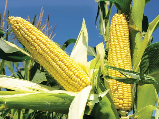 How To Start Maize Business in Nigeria or Africa: Complete Guide