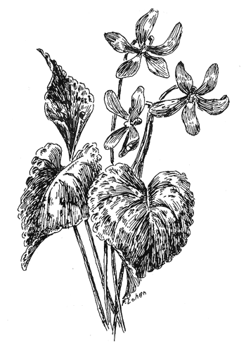 красивые цветочки картинки нарисованные