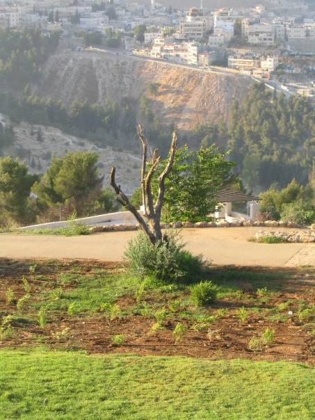 Tree of Youth
